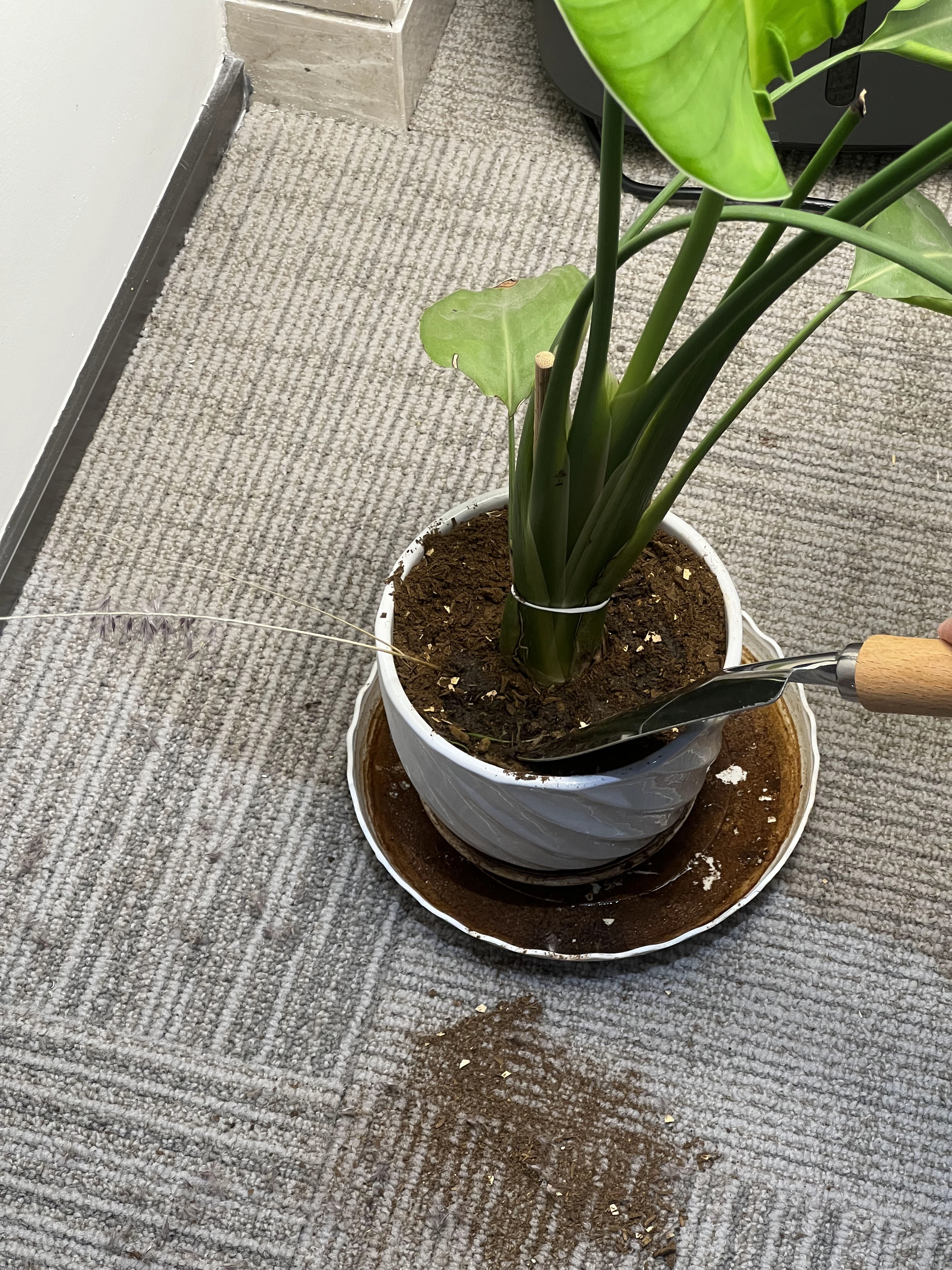 After applying compost: showing proper layer of GEME compost around plant base